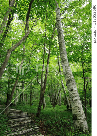 新緑に包まれた遊歩道 新緑に包まれた遊歩道 118052690