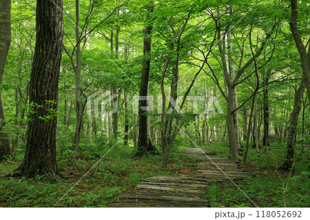 新緑に包まれた遊歩道 118052692