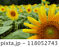 山の楽校のひまわり畑のひまわりどアップ 118052743