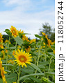 山の楽校のひまわり畑のひまわりと青空 118052744