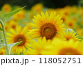 山の楽校のひまわり畑の真ん中のひまわりアップ 118052751