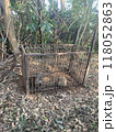 箱罠で捕獲されたイノシシ（座りこみ） 118052863