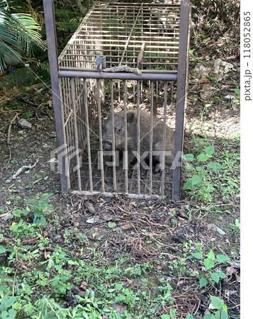 箱罠で捕獲されたイノシシ(正面) 箱罠で捕獲されたイノシシ(正面) 118052865