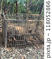 箱罠で捕獲されたイノシシ（横） 118052866