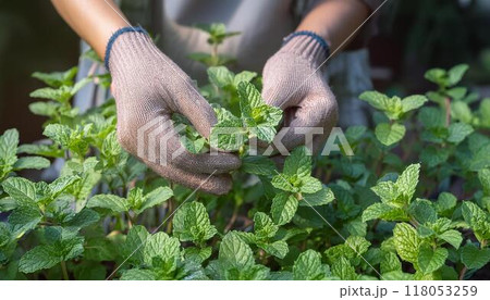 家庭菜園のミントを収穫する女性の手 家庭菜園のミントを収穫する女性の手 118053259