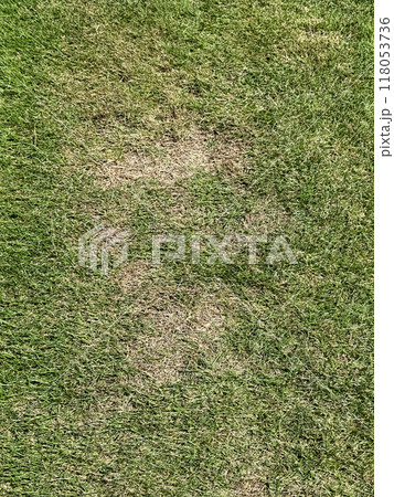 猛暑で傷んだ芝生 118053736