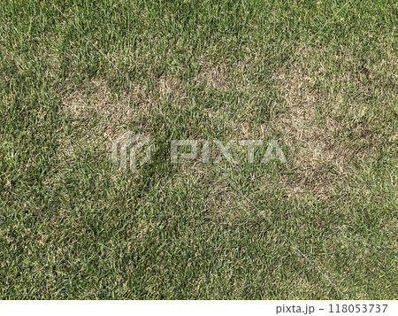 猛暑で傷んだ芝生 118053737