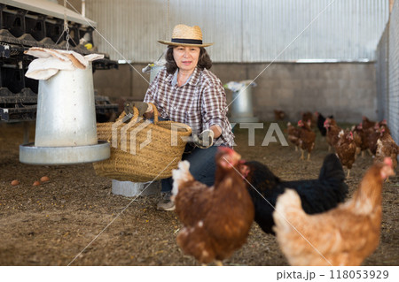Elderly female farmer feeding chickens in poultry barn 118053929
