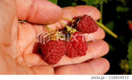 Ripe raspberries in your hand. Harvesting raspberries. Ripe raspberries in your hand. Harvesting raspberries. 118054013