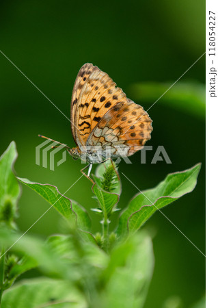 高原のヒョウモンチョウ 118054227