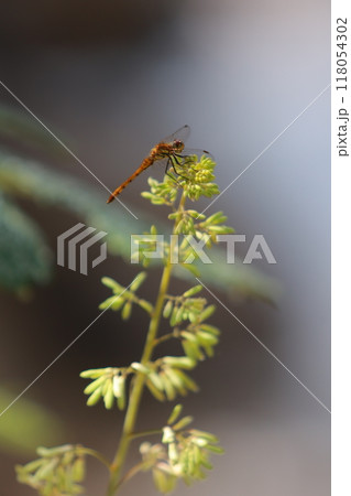 dragonfly on branch 118054302