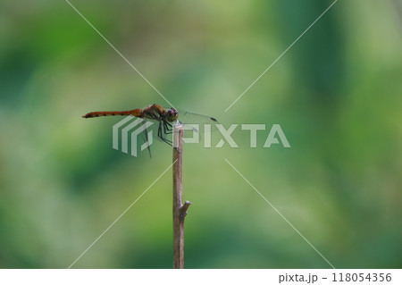 dragonfly on a leaf dragonfly on a leaf 118054356