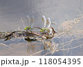 産卵中のギンヤンマ 118054395