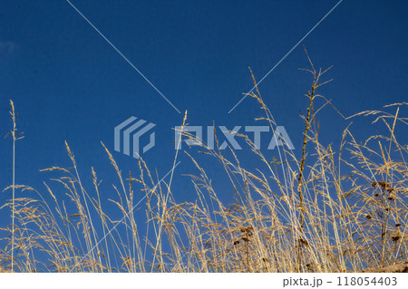 dried grass against blue sky. dried grass against blue sky. 118054403