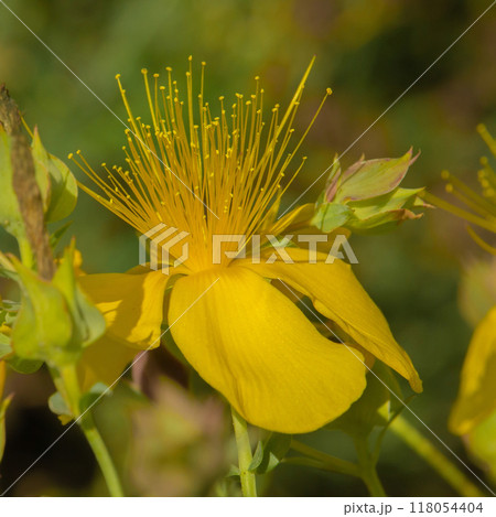 Yellow flowers of common or perforate St John's wort Yellow flowers of common or perforate St John's wort 118054404