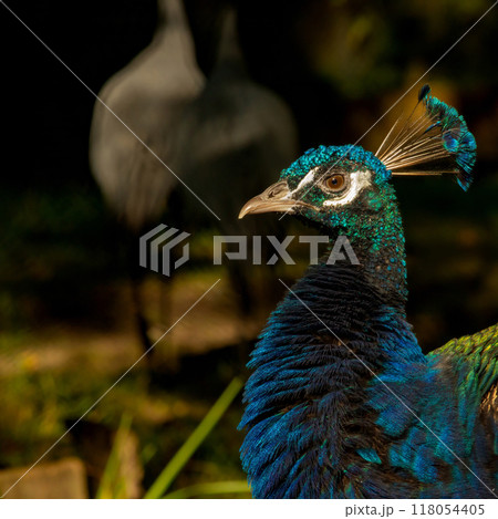 The Indian peafowl or blue peafowl The Indian peafowl or blue peafowl 118054405