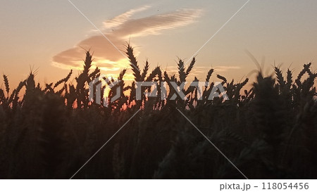 Golden wheat field at sunset with a beautiful sky and clouds in the background 118054456