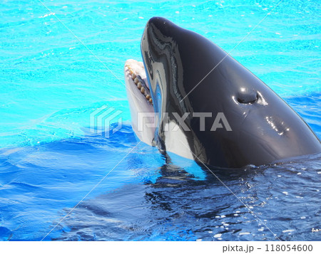 オルカ～須磨シーパラダイス～ 118054600