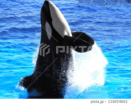 オルカジャンプ 118054601