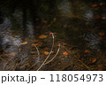 赤とんぼが舞うと秋の気配を感じる 118054973
