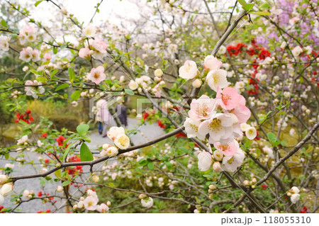 木瓜の花咲く庭園　京都 118055310