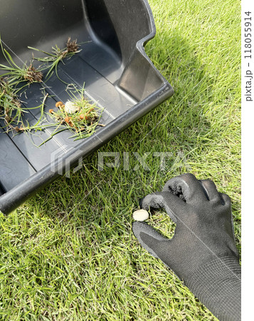 芝生にはえたキノコの駆除 118055914