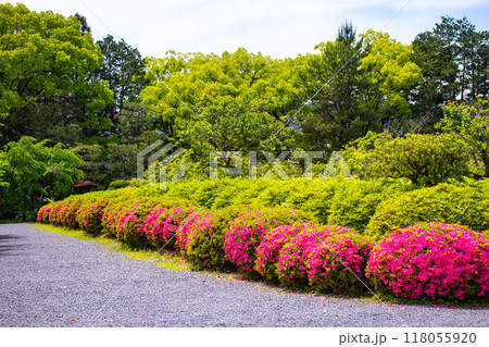 【京都風景】随心院 サツキも楽しめる庭園の美 【京都風景】随心院 サツキも楽しめる庭園の美 118055920