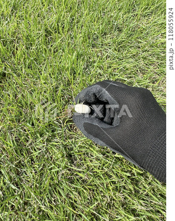 芝生にはえたキノコの駆除 芝生にはえたキノコの駆除 118055924