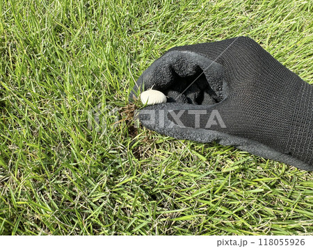 芝生にはえたキノコの駆除 芝生にはえたキノコの駆除 118055926