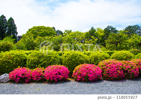 【京都風景】随心院 サツキも楽しめる庭園の美 【京都風景】随心院 サツキも楽しめる庭園の美 118055927