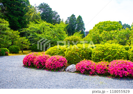 【京都風景】随心院 サツキも楽しめる庭園の美 【京都風景】随心院 サツキも楽しめる庭園の美 118055929