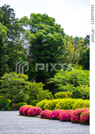 【京都風景】随心院　サツキも楽しめる庭園の美 118055942