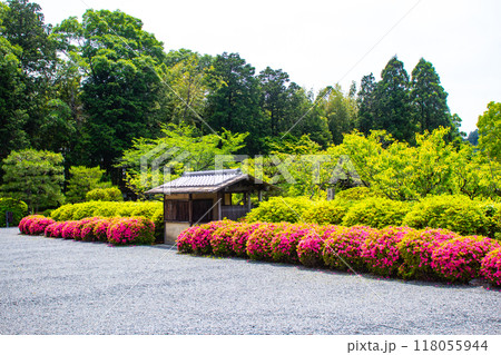 【京都風景】随心院 サツキも楽しめる庭園の美 【京都風景】随心院 サツキも楽しめる庭園の美 118055944