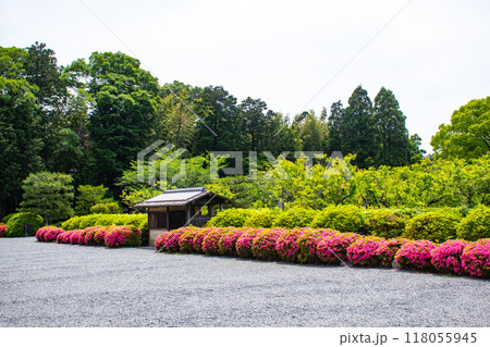 【京都風景】随心院　サツキも楽しめる庭園の美 118055945
