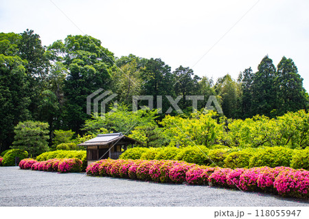【京都風景】随心院　サツキも楽しめる庭園の美 118055947