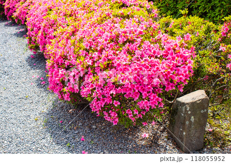 【京都風景】随心院　サツキも楽しめる庭園の美 118055952