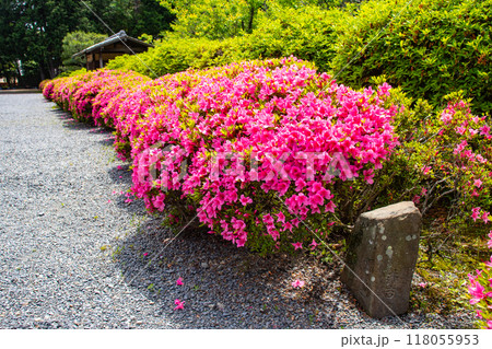 【京都風景】随心院 サツキも楽しめる庭園の美 【京都風景】随心院 サツキも楽しめる庭園の美 118055953