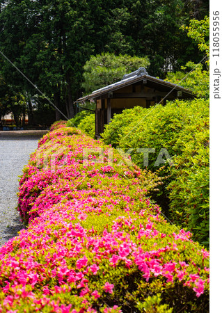 【京都風景】随心院　サツキも楽しめる庭園の美 118055956