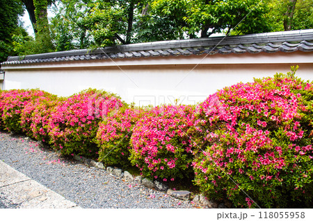 【京都風景】随心院　サツキも楽しめる庭園の美 118055958