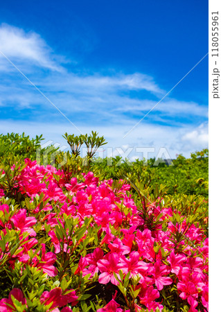 【京都風景】随心院 サツキも楽しめる庭園の美 【京都風景】随心院 サツキも楽しめる庭園の美 118055961