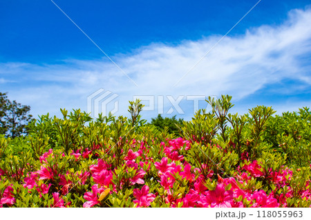 【京都風景】随心院　サツキも楽しめる庭園の美 118055963