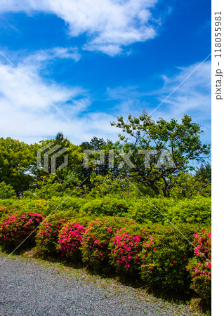 【京都風景】随心院 サツキも楽しめる庭園の美 【京都風景】随心院 サツキも楽しめる庭園の美 118055981
