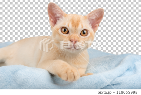 Purebred red Burmese kitten lying on blue blanket Purebred red Burmese kitten lying on blue blanket 118055998