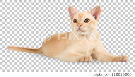 Red Burmese kitten on transparent background. Red Burmese kitten on transparent background. 118056000