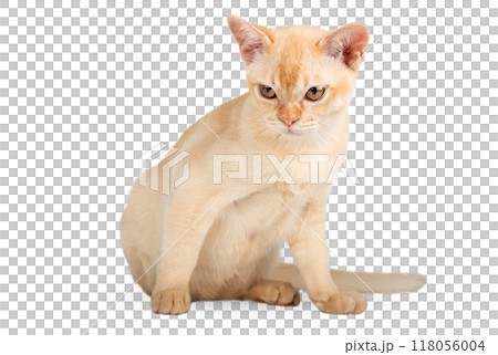 Red Burmese kitten on transparent background. 118056004