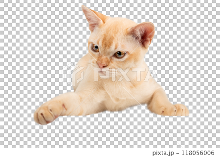 Red Burmese kitten on transparent background. Red Burmese kitten on transparent background. 118056006