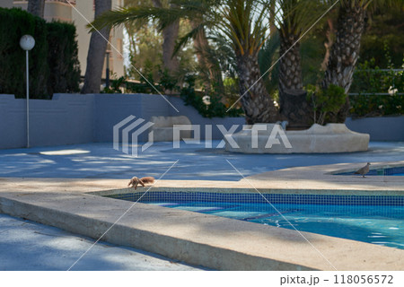 Charming Wildlife Moment: Squirrel Quenching Thirst at Poolside Oasis with Palm Trees Under Sunny Summer Sky. Playful Squirrel at Pool's Edge: Delightful Encounter Amidst Tropical Palms and Clear Blue Charming Wildlife Moment: Squirrel Quenching Thirst at Poolside Oasis with Palm Trees Under Sunny Summer Sky. Playful Squirrel at Pool's Edge: Delightful Encounter Amidst Tropical Palms and Clear Blue 118056572