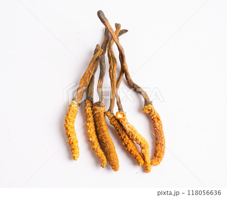 Cordyceps or Ophiocordyceps sinensis mushroom herb is fungus for used as medicine on white background. 118056636