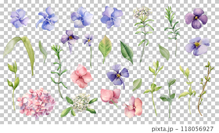 Floral set of spring flowers blue, pink, white hand drawn. Periwinkle, hydrangea, forget me not and wild rosemary, leaves watercolor illustration isolated for floral design Easter, scrapbooking. Floral set of spring flowers blue, pink, white hand drawn. Periwinkle, hydrangea, forget me not and wild rosemary, leaves watercolor illustration isolated for floral design Easter, scrapbooking. 118056927