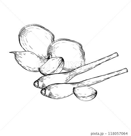 Ink ginger slices, garlic and lemongrass branches graphics composition. Hand drawn line art, food doodle black painting for product packing, kitchen, meu design. Silhouette eating and condiment 118057064